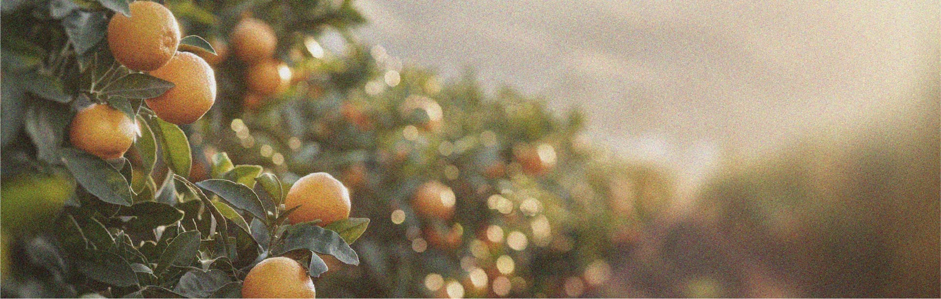 Foods to prioritise for weight loss