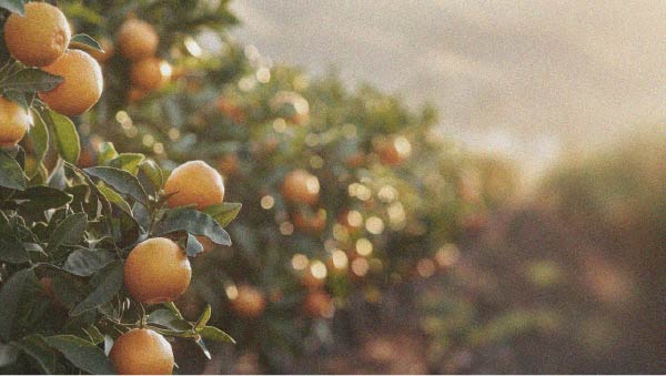 Foods to prioritise for weight loss