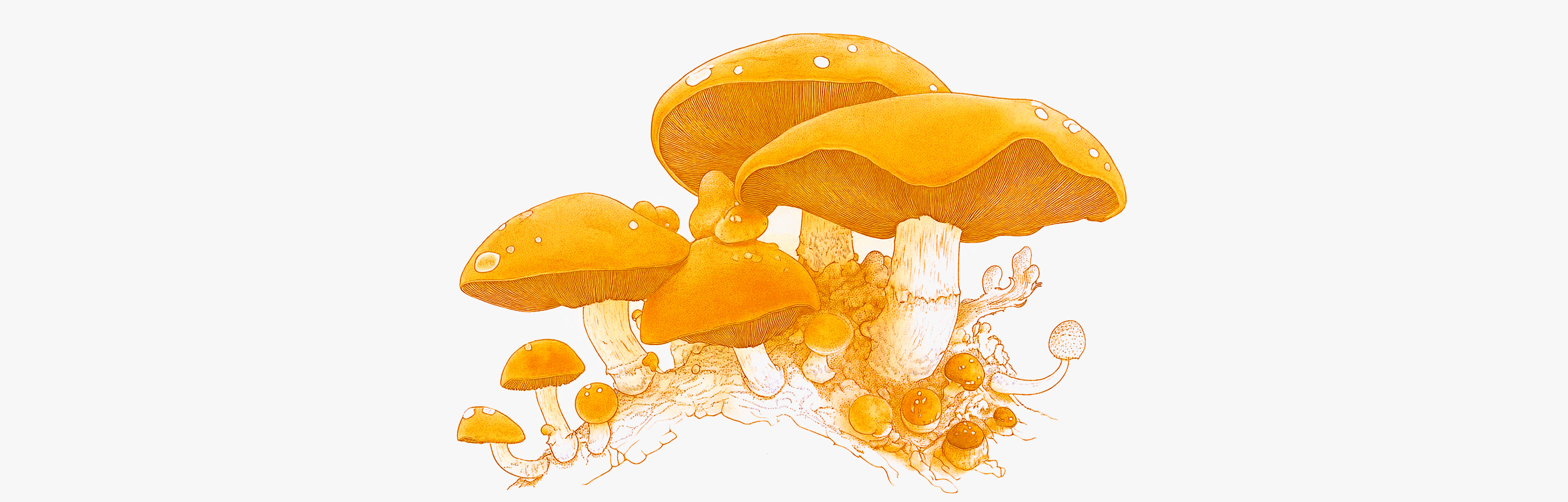 El regreso de los hongos medicinales