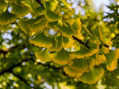 Photographie de Ginkgo biloba