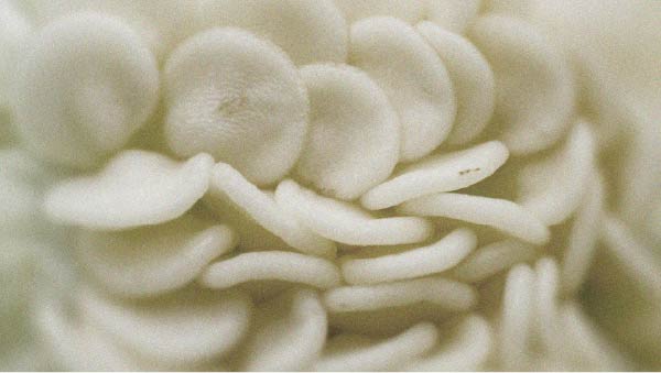 Diet plays an important role in hair health