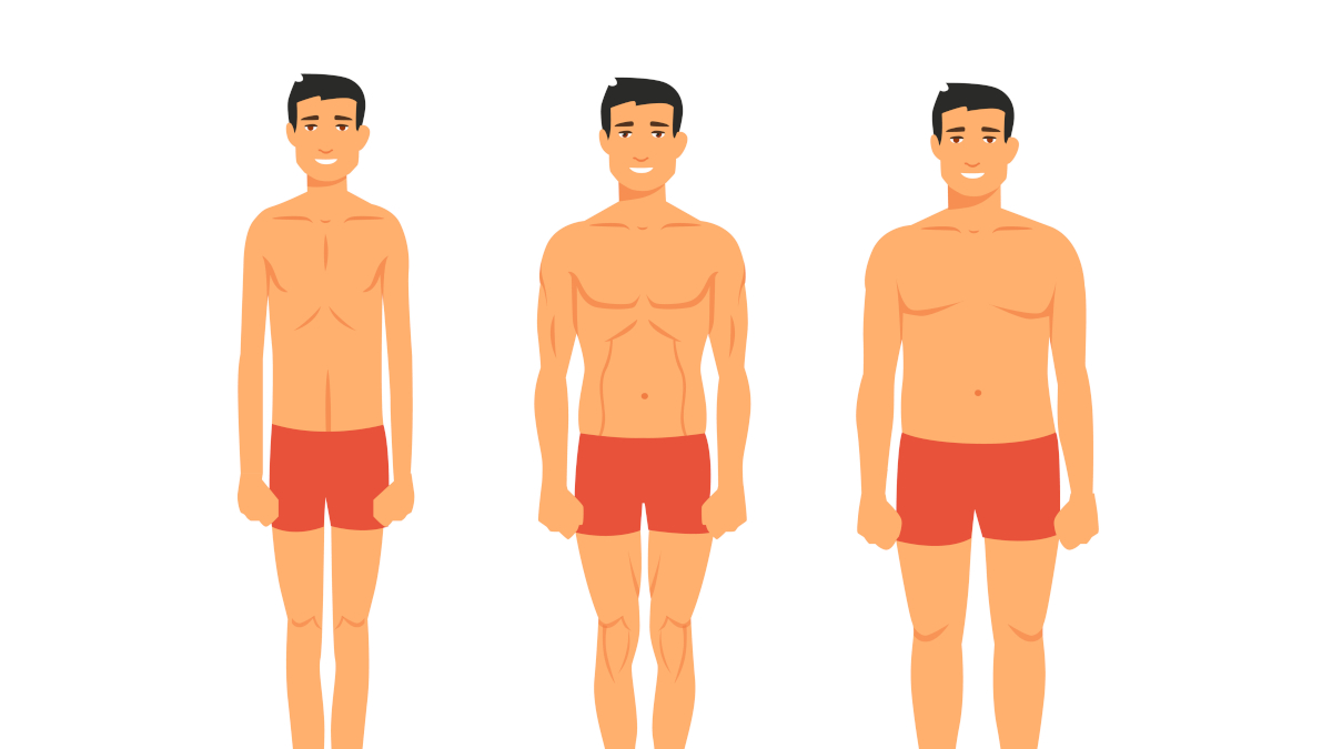 Ectomorph, endomorph and mesomorph