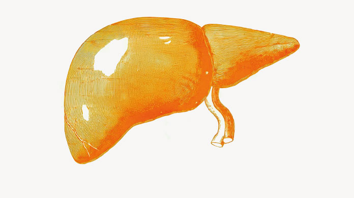 The possible benefits of polyphenols for the liver