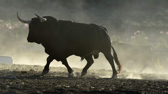 Muscular bull in profile walking outdoors 