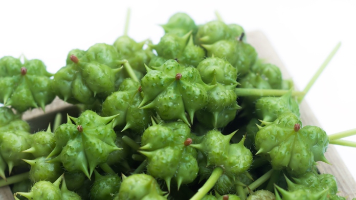 Prickly fruit of Tribulus terrestris